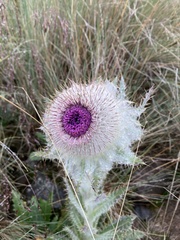 Cirsium nivale