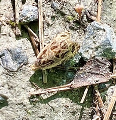Olethreutes furfuranum