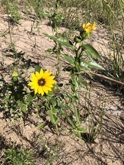 Helianthus petiolaris