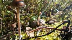 Panaeolus papilionaceus