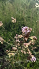 Mirabilis