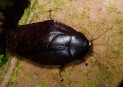 Blaberoidea