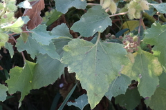 Xanthium strumarium