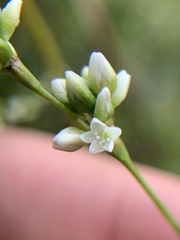 Persicaria punctata
