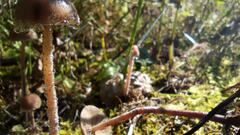 Panaeolus papilionaceus