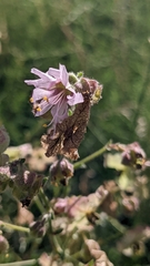 Mirabilis