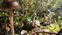 Panaeolus papilionaceus