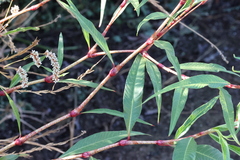 Persicaria lapathifolia