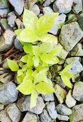 Aegopodium podagraria