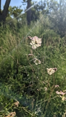 Mirabilis
