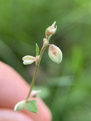 Fallopia convolvulus
