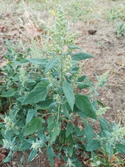 Chenopodium album
