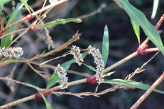 Persicaria lapathifolia