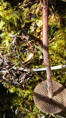 Panaeolus papilionaceus