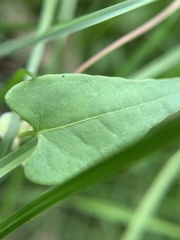 Fallopia convolvulus