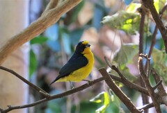 Euphonia violacea