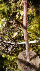 Panaeolus papilionaceus