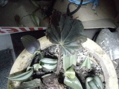 Angiospermae