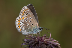 Polyommatus icarus