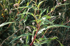 Persicaria lapathifolia