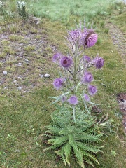 Cirsium jorullense