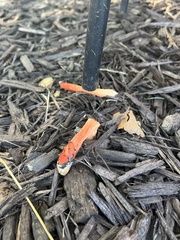 Phallus rugulosus