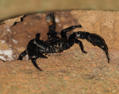 Heterometrus spinifer