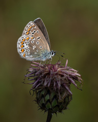 Polyommatus icarus
