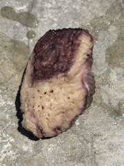 Ircinia