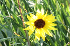 Helianthus petiolaris