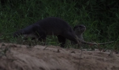 Lutrogale perspicillata