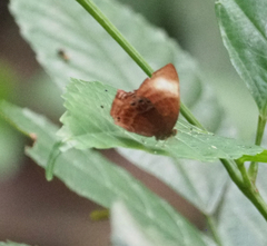 Abisara saturata
