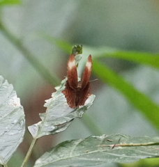 Abisara saturata