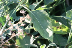 Helianthus petiolaris