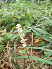 Liriope