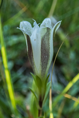 Gentiana newberryi