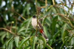 Pycnonotus aurigaster