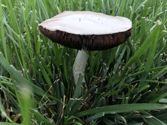 Agaricus bisporus