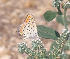 Lycaena thersamon