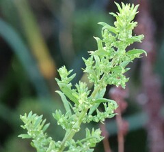 Dysphania ambrosioides