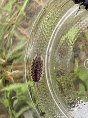 Oniscus asellus