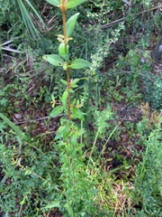 Plantae