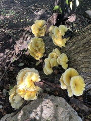 Pleurotus citrinopileatus