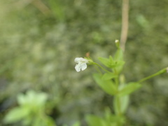 Lindernia procumbens