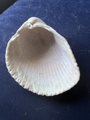 Dinocardium robustum