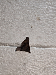 Throana pectinifer