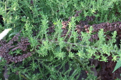 Dysphania ambrosioides