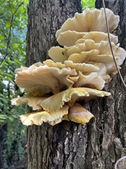 Pleurotus citrinopileatus