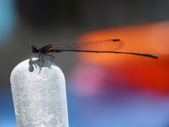 Prodasineura verticalis