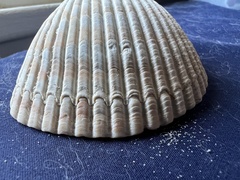 Dinocardium robustum